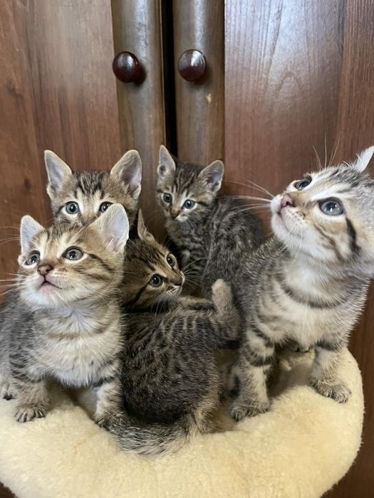 Бенгальські кошенята