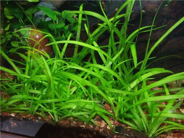 Растения аквариумные