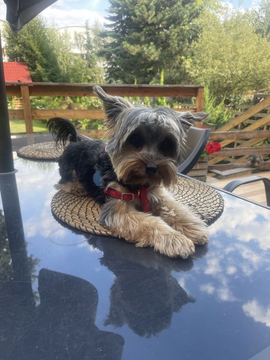 Strzyżenie i pielęgnacja psów i kotów hotel dla zwierząt