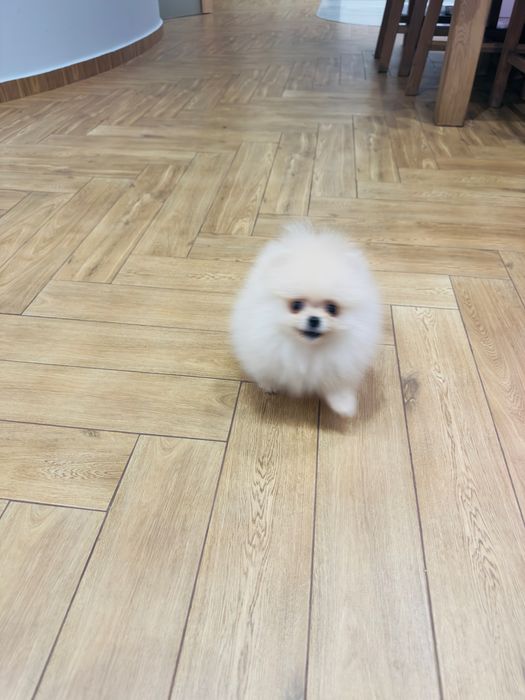 Міні  дівчинка померанський шпіц