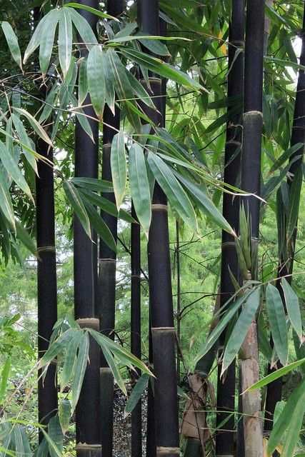 Bambus Phyllostachys Nigra (czarny bambus)