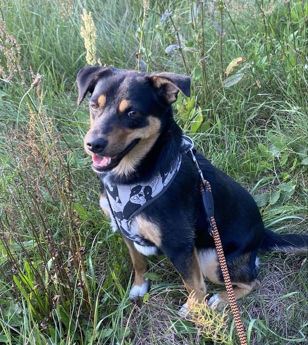 Suczka 1,5 roku po sterylizacji i szczepieniach za darmo