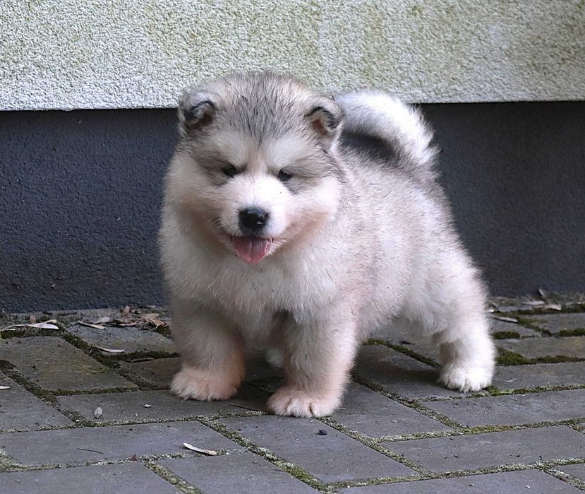 Alaskan Malamute szczeniak piesek
