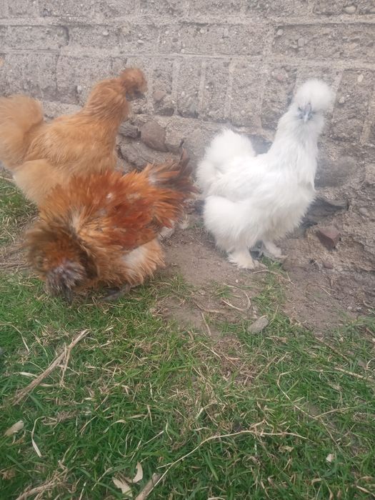 Silki,czubatki,kaczki,indyki