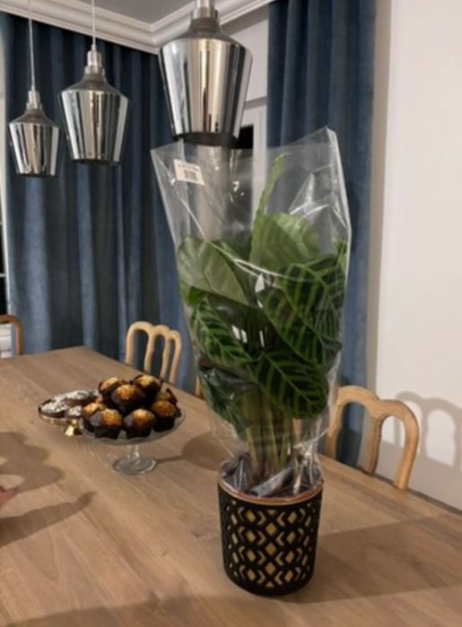 Lampa wisząca Calais