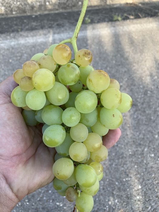 Vendo uvas brancas e tintas