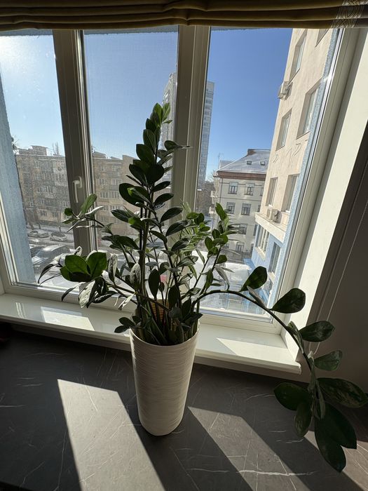 Цветок Замиокулькас 100 см в белом вазоне