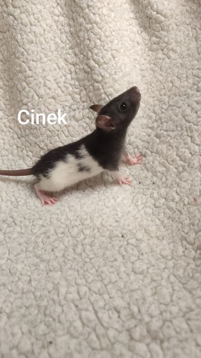 Szczury, gryzonie, szczurki małe