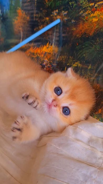 Ручные котята. Малыши золотая шиншилла.