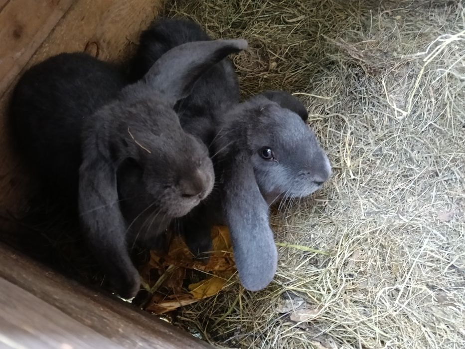 Króliki barany + mieszance