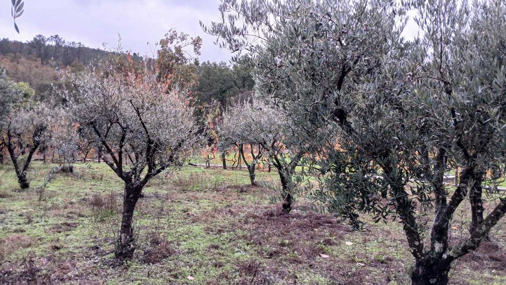 Oliveiras decorativas