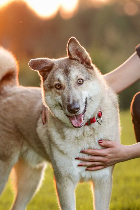 Logan poszukiwany nagroda 5000 zł