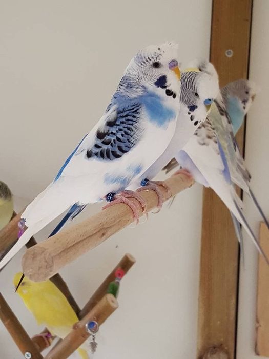 Periquitos Diferente Mutações