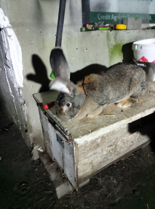 Sprzedam samca oraz samice wiek 8 miesięcy oraz 9 miesięcy