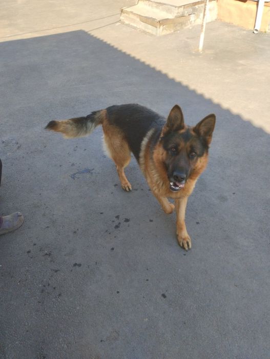 В'язка німецької вівчарки!!!