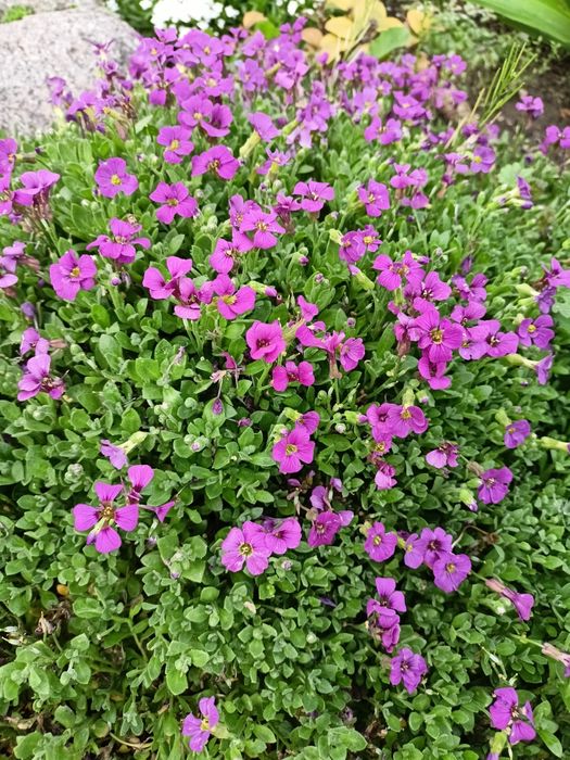 Bergenia, barwinek, paproć,  wiesiołek