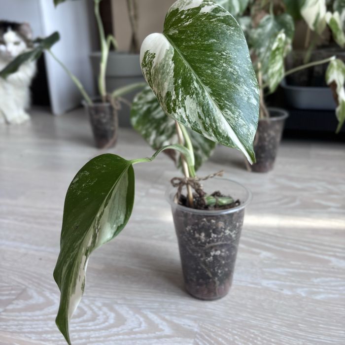 Монстера Альба (варієгатна)