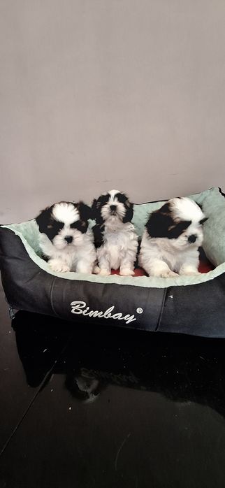 Shih Tzu suczki.