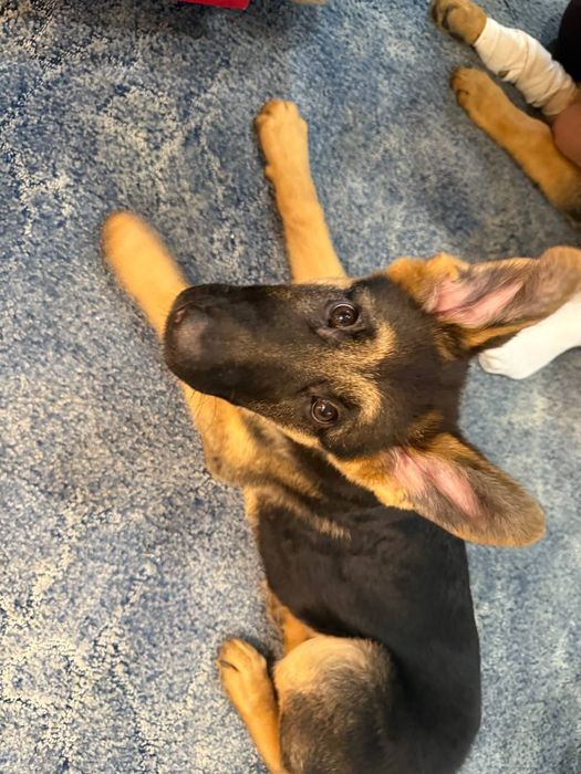 Продам цуценят німецької вівчарки