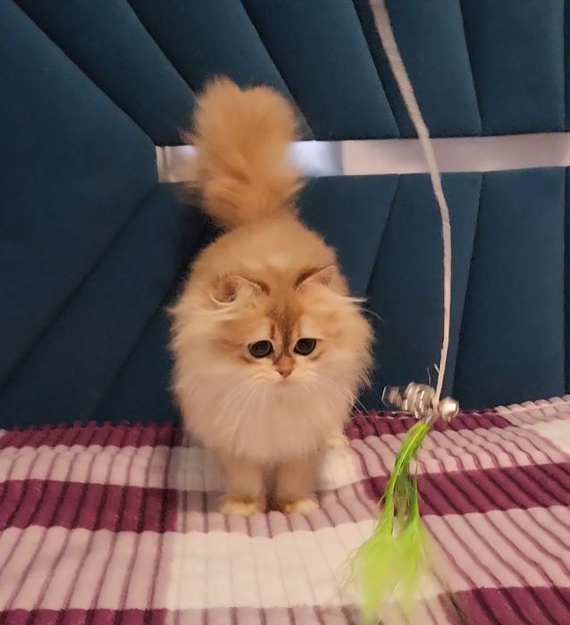 Шотландське кошеня золота шиншила