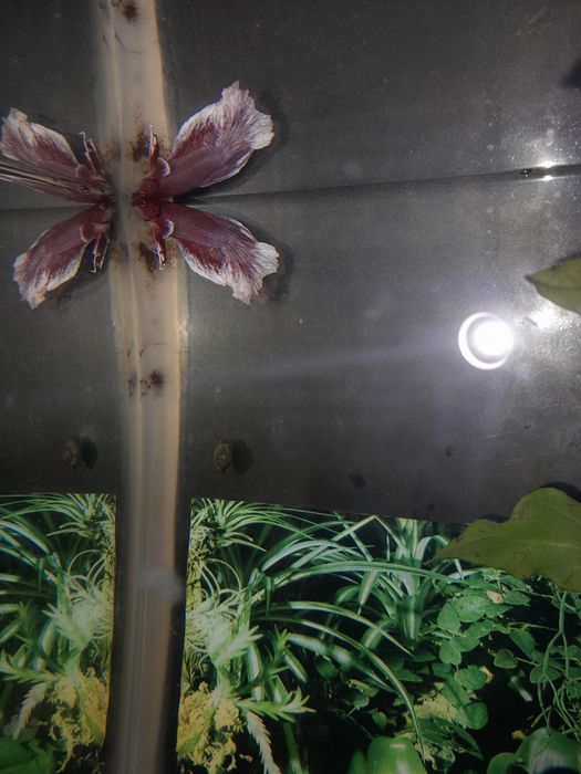 Betta juvenis disponíveis para venda
