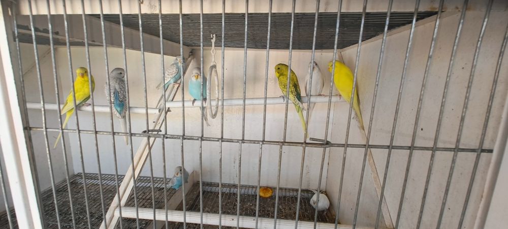 Periquitos australianos * diferentes mutações