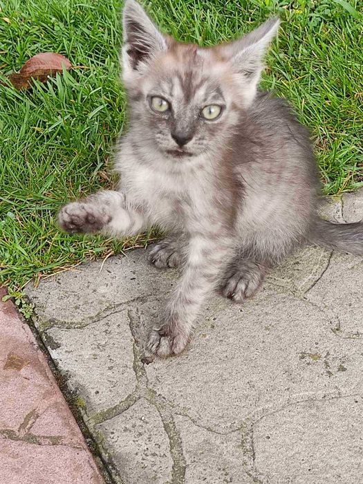 Віддамо кошеня в добрі руки!