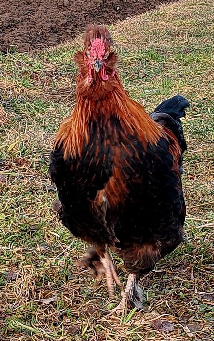 Kogut zmieni kurnik 
Na sprzedaż młody kogut