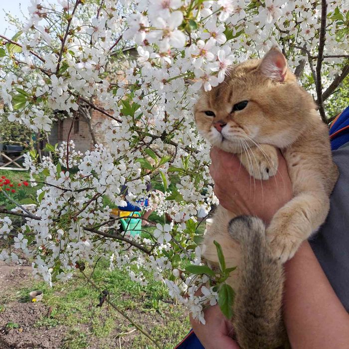 Шотландські кошенята в забарвленні золота та срібляста шиншила