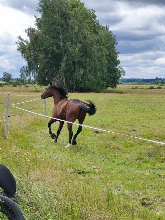 KWPN wałach 6lat