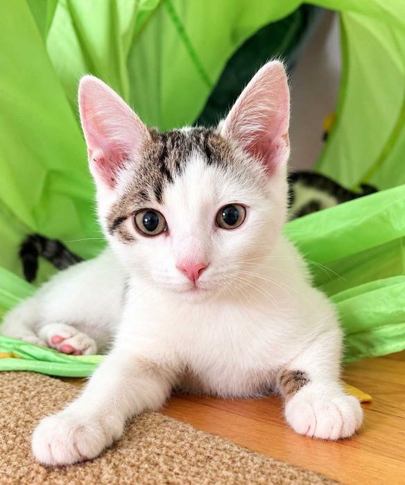 Uran kotek z serduszkiem do adopcji