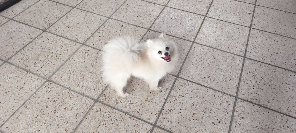 Spitz miniatura com 1 ano e meio para entrega imediata existe a possibilidade de entrega ao domicílio a combinar agrade