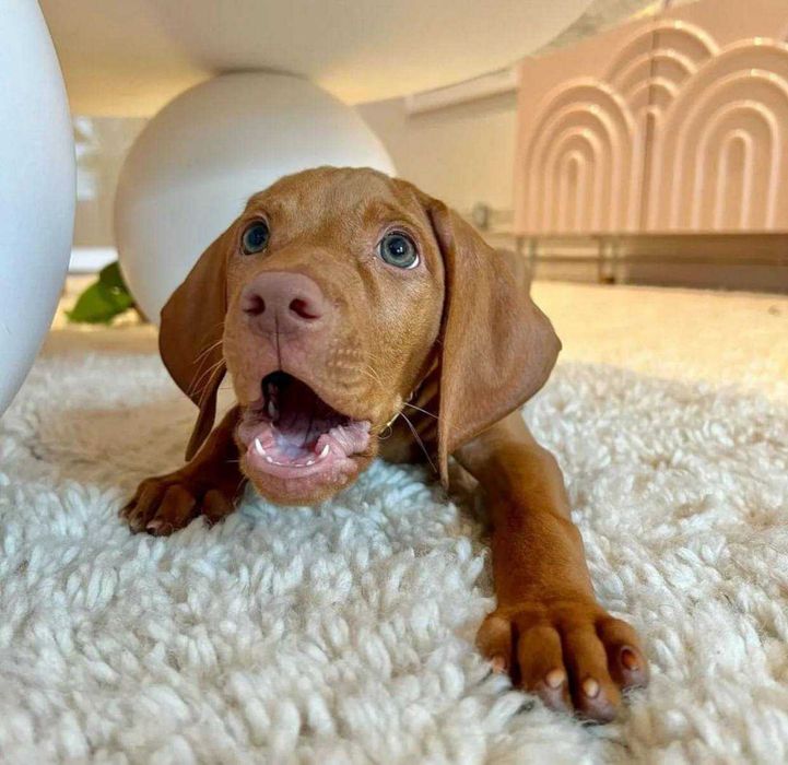 Венгерская выжгла кобель, мальчик выжгла с вакцинами