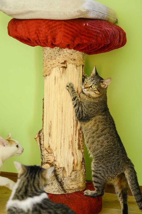 młoda kotka Jolie - preferowana adopcja w dwupaku z Arielką