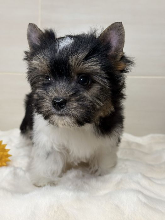 Цуценята бівери з документами КСУ