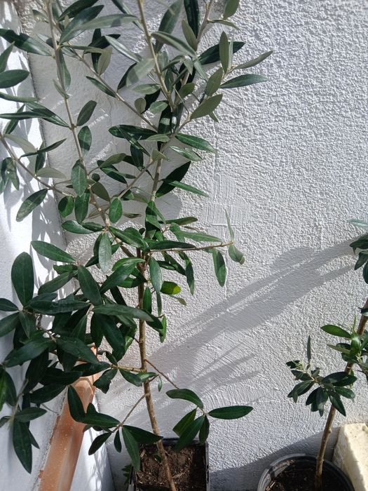 Oliveiras galegas, ja adubadas e prontas para por na terra.