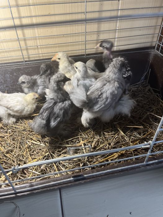 Jaja lęgowe kochin karzełek lawendowy i silka