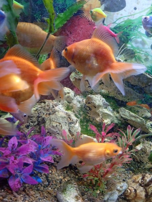 Продам рибки акваріумні