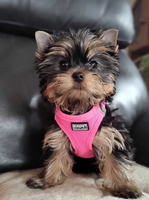 Yorkshire Terrier suczka po Championie FCI