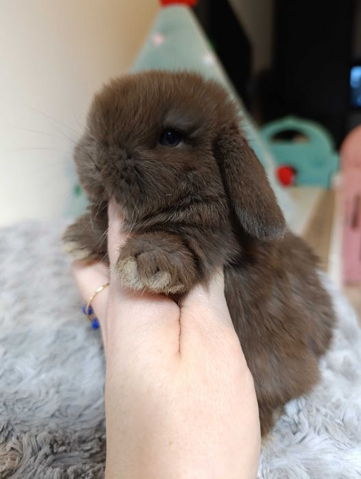 Królik króliczek mini lop hodowla zarejestrowana 910-P