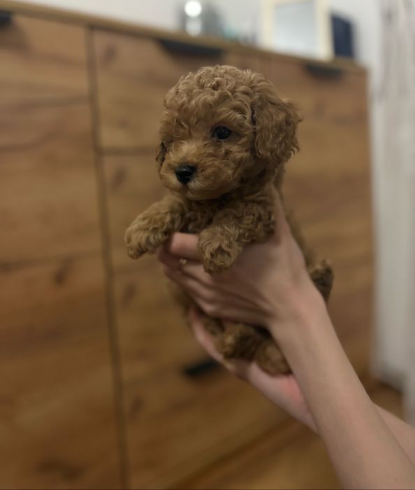 Продам той пуделів