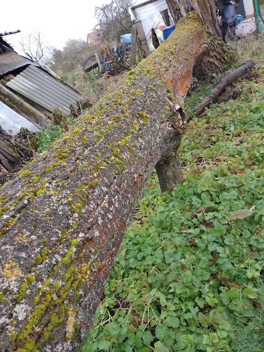 Drzewo z orzecha włoskiego i śliw