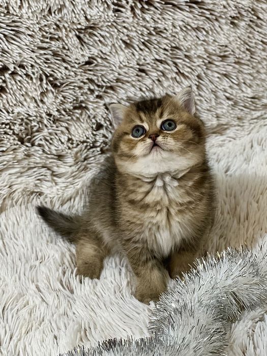 Шотландське кошеня з документами