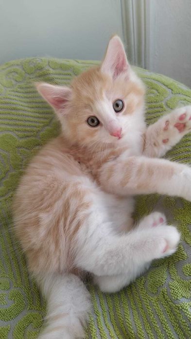 Gatinho Bosque da Noruega