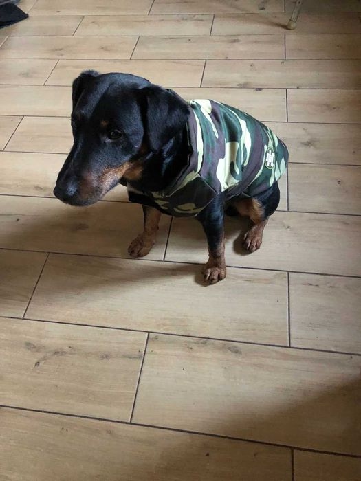 Одежда для собак