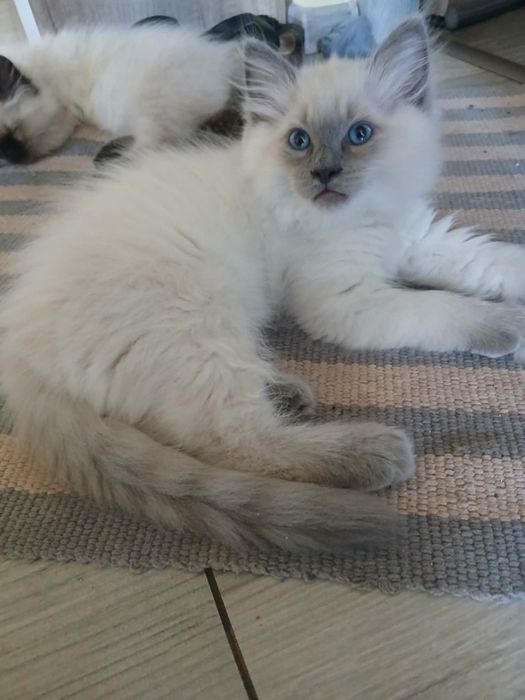 Ragdoll koty kocury