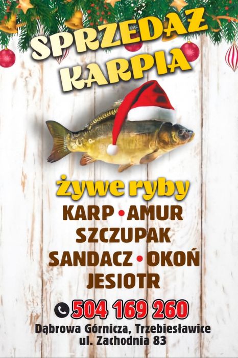 Karpie na święta / żywe ryby od producenta / karp ekologiczny