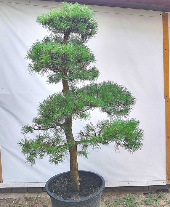 Bonsai Niwaki sosna pospoita