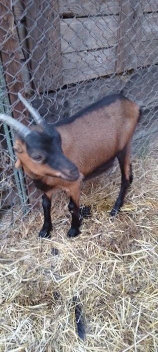 Продаю козочки 6 місяців