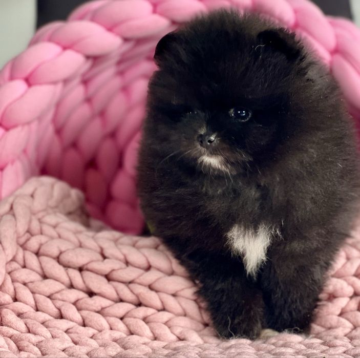 ***Szpic Miniaturowy,Pomeranian-cudowna puchata sunia***